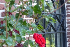 De tuin
